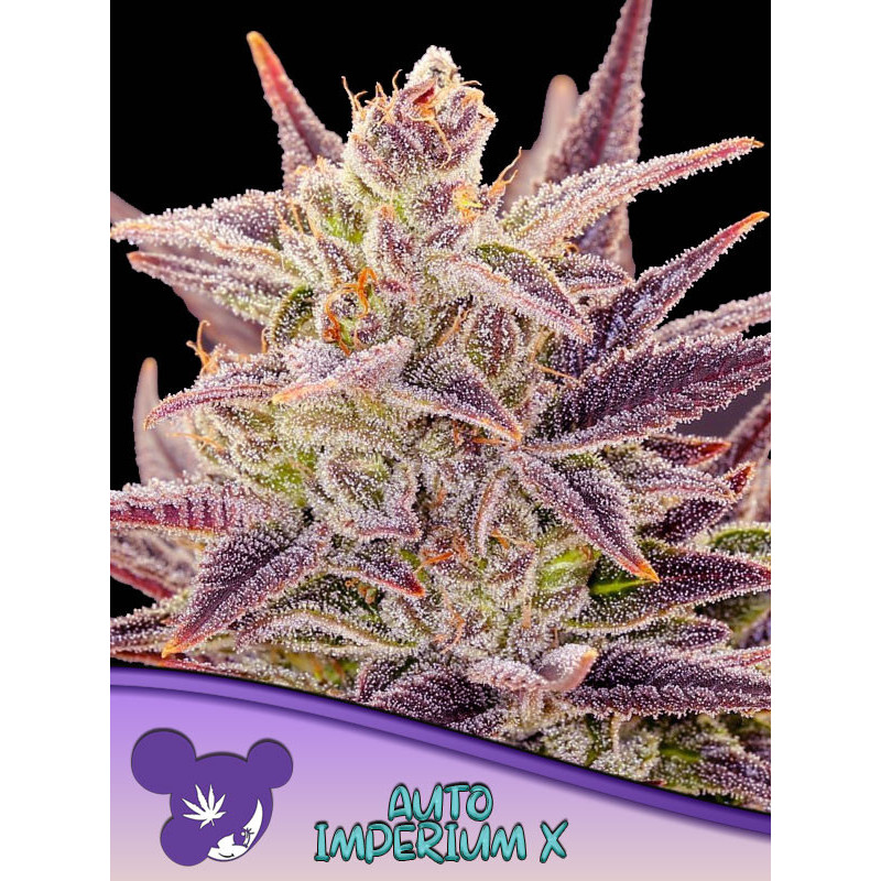 Auto Imperium X de Anesia Seeds
