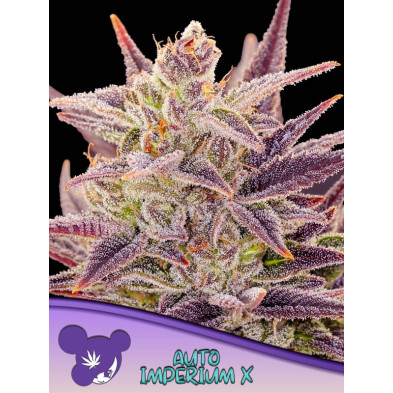 Auto Imperium X de Anesia Seeds