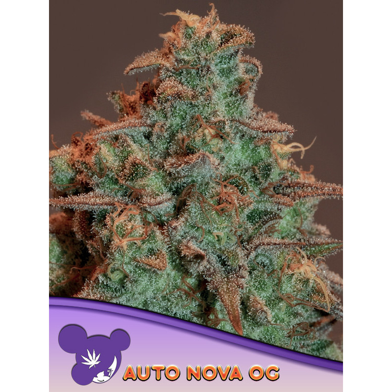 Auto Nova OG de Anesia Seeds