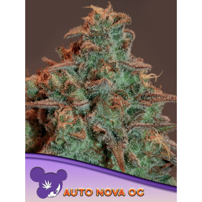 Auto Nova OG de Anesia Seeds