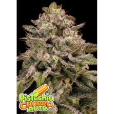 Auto Pistachio Churro de Anesia Seeds
