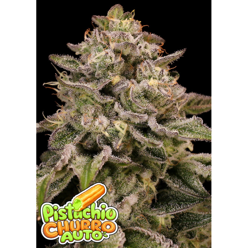 Auto Pistachio Churro de Anesia Seeds