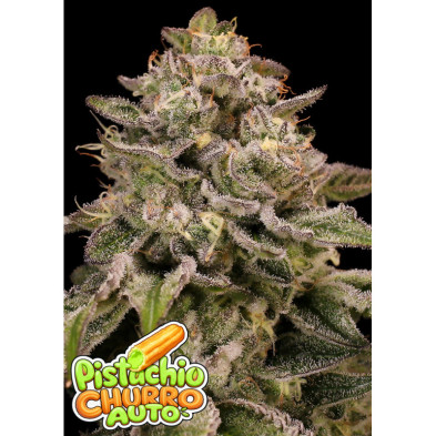 Auto Pistachio Churro de Anesia Seeds