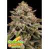 Auto Pistachio Churro de Anesia Seeds