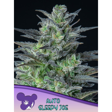 Auto Sleepy Joe de Anesia Seeds