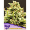 Banana Kush Auto de Anesia Seeds