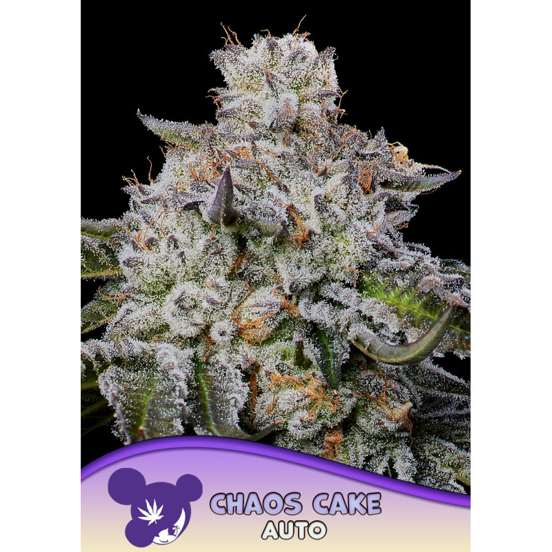 Chaos Cake Auto de Anesia Seeds