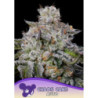 Chaos Cake Auto de Anesia Seeds