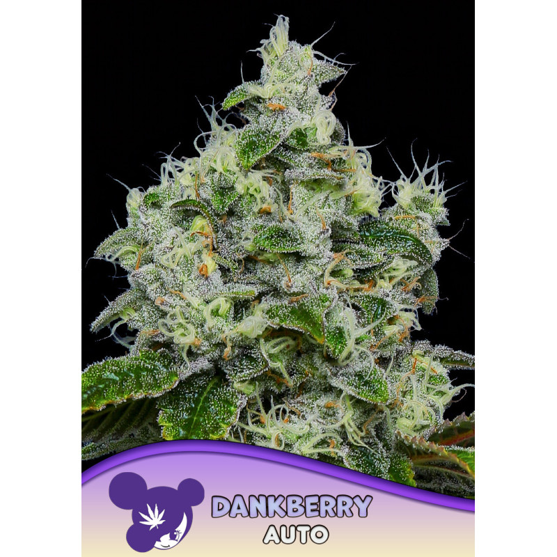 Dankberry Auto de Anesia Seeds