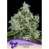 Dankberry Auto de Anesia Seeds