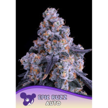 Epic Buzz Auto de Anesia Seeds