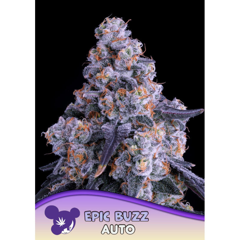 Epic Buzz Auto de Anesia Seeds