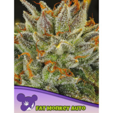 Fat Monkey Auto de Anesia Seeds