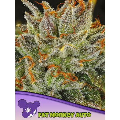 Fat Monkey Auto de Anesia Seeds