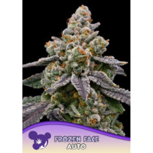 Frozen Face Auto de Anesia Seeds