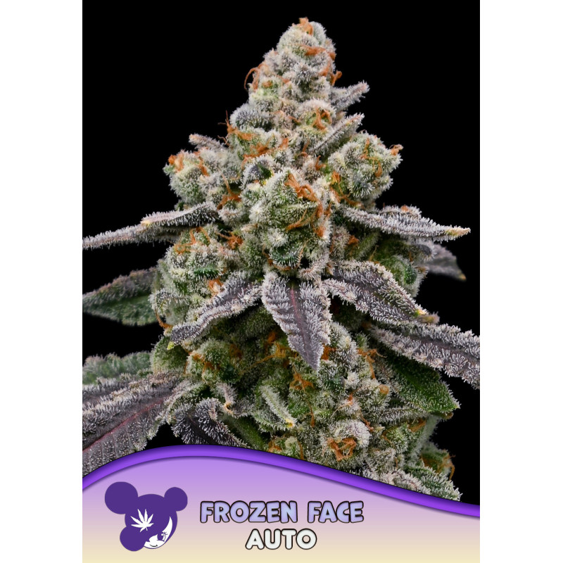 Frozen Face Auto de Anesia Seeds