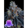 Giga Brain Auto de Anesia Seeds
