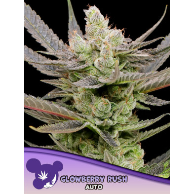 Glowberry Rush Auto de Anesia Seeds