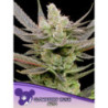 Glowberry Rush Auto de Anesia Seeds
