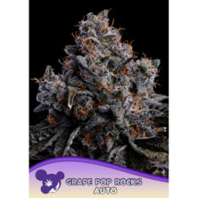 Grape Pop Rocks Auto de Anesia Seeds