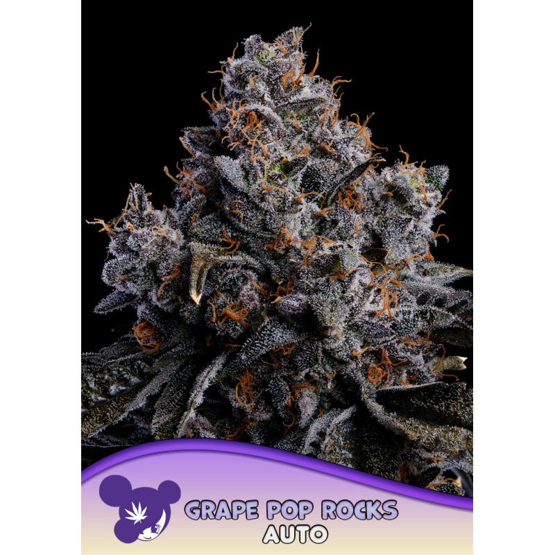 Grape Pop Rocks Auto de Anesia Seeds