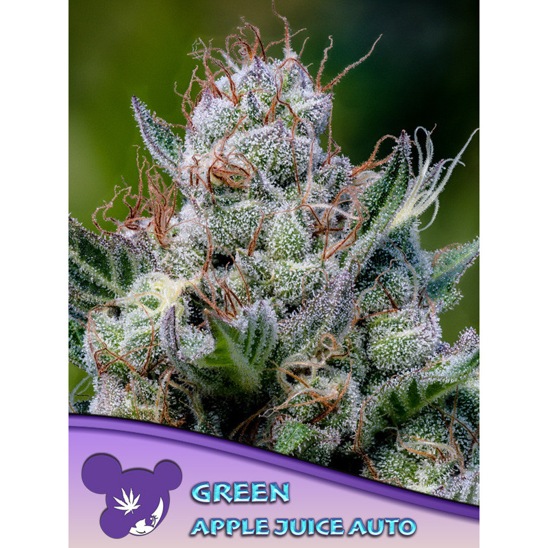 Green Apple Juice Auto de Anesia Seeds
