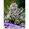Green Apple Juice Auto de Anesia Seeds