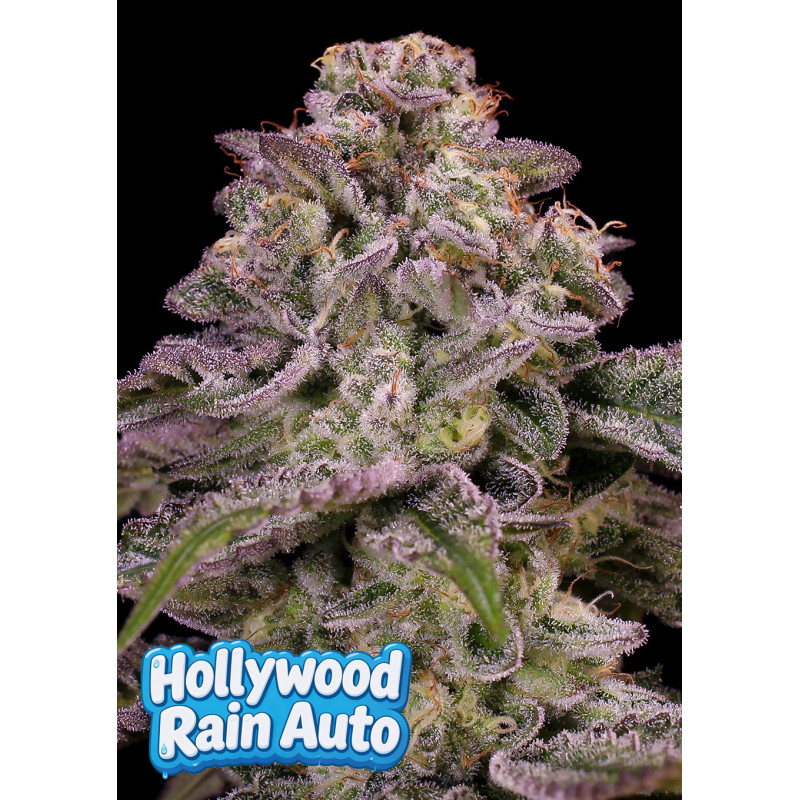 Hollywood Rain Auto de Anesia Seeds