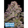 Hollywood Rain Auto de Anesia Seeds
