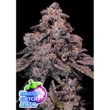 Mangosteen Glitch Auto de Anesia Seeds