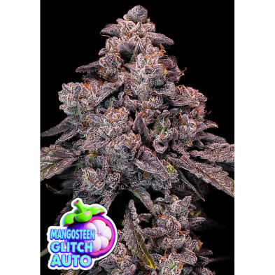 Mangosteen Glitch Auto de Anesia Seeds