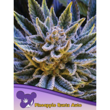 Pineapple Runtz Auto de Anesia Seeds