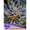 Pineapple Runtz Auto de Anesia Seeds