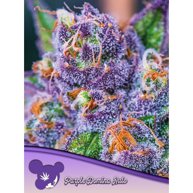 Purple Domina Auto de Anesia Seeds
