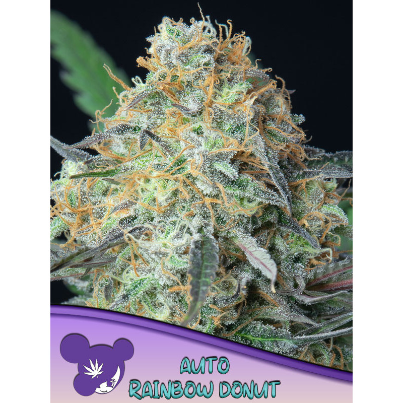 Rainbow Donut Auto de Anesia Seeds