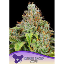 Sticky Boof Auto de Anesia Seeds