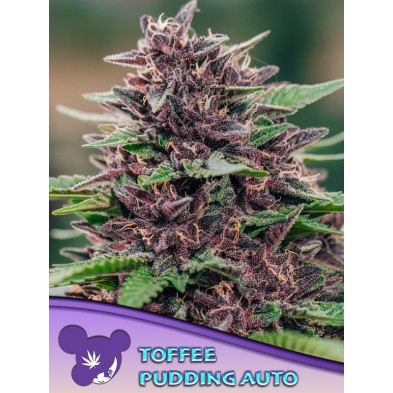 Toffee Pudding Auto de Anesia Seeds