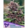 Toffee Pudding Auto de Anesia Seeds