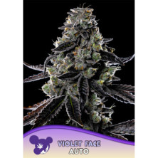 Violet Face Auto de Anesia Seeds