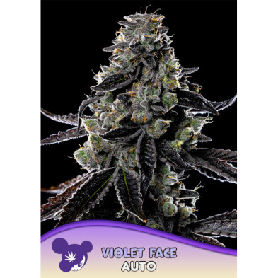 Violet Face Auto de Anesia Seeds