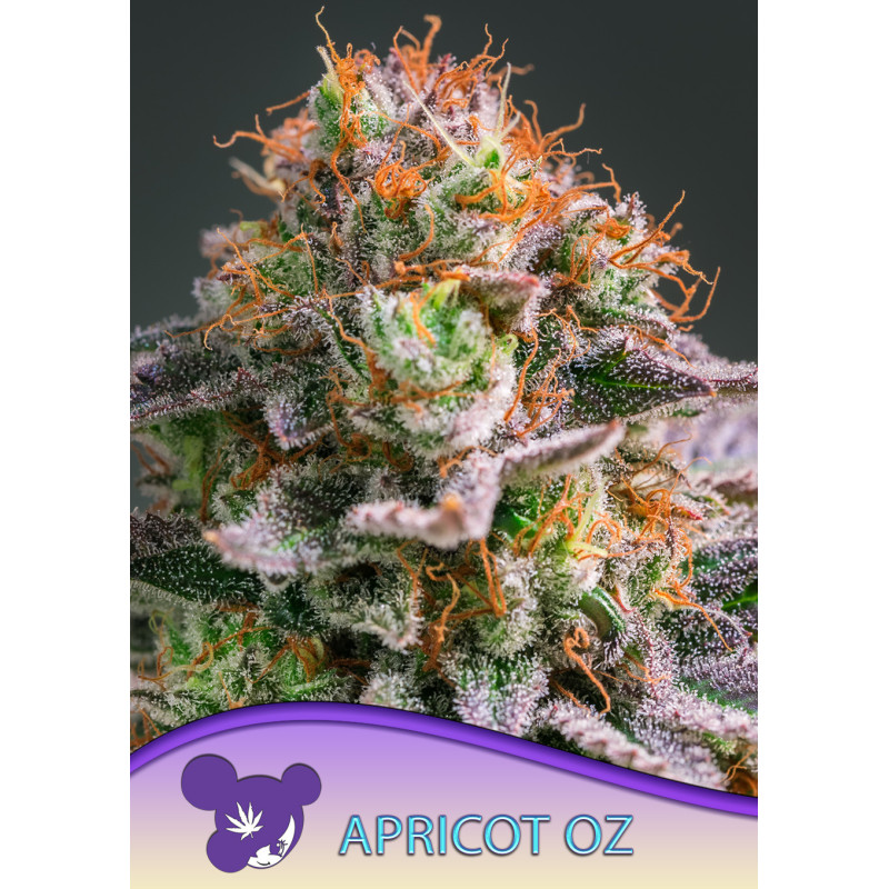 Apricot Oz de Anesia Seeds