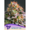 Apricot Oz de Anesia Seeds