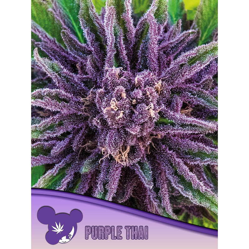 Purple Thai de Anesia Seeds