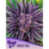Purple Thai de Anesia Seeds