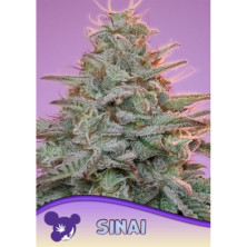 Sinaí de Anesia Seeds