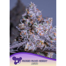 Auto Frozen Black Cherry de Anesia Seeds