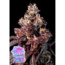 Soda Rose Auto de Anesia Seeds