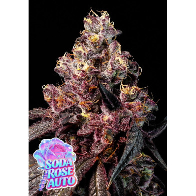 Soda Rose Auto de Anesia Seeds