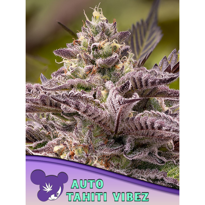 Tahití Vibez Auto de Anesia Seeds