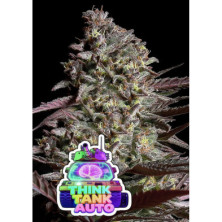 Think Tank Auto de Anesia Seeds